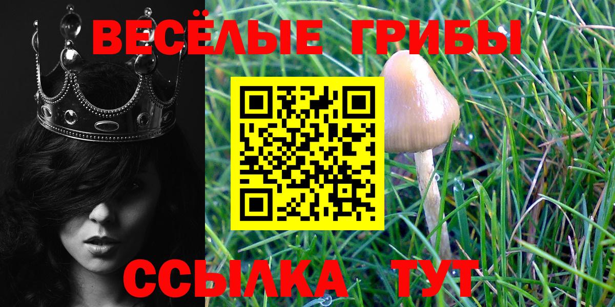 Пугачёв  дарнет шоп  Вход с VPN  Псилоцибиновые грибы Cubensis 